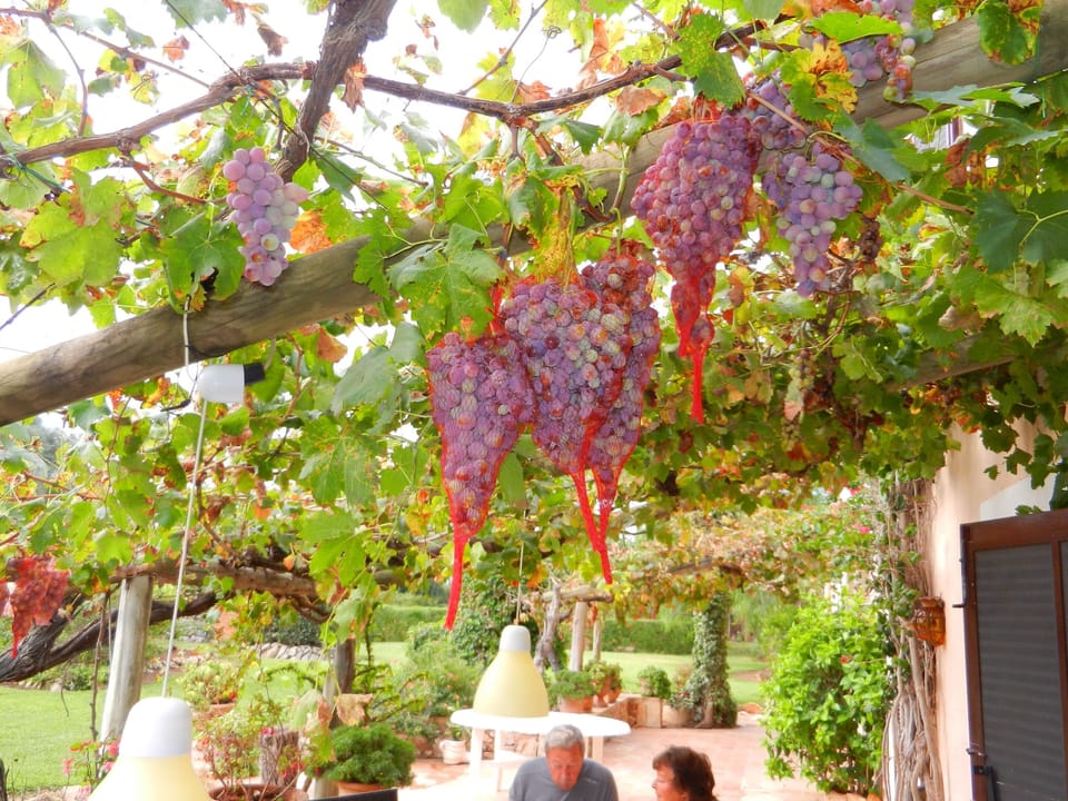 Grapes hang over the terrace.
