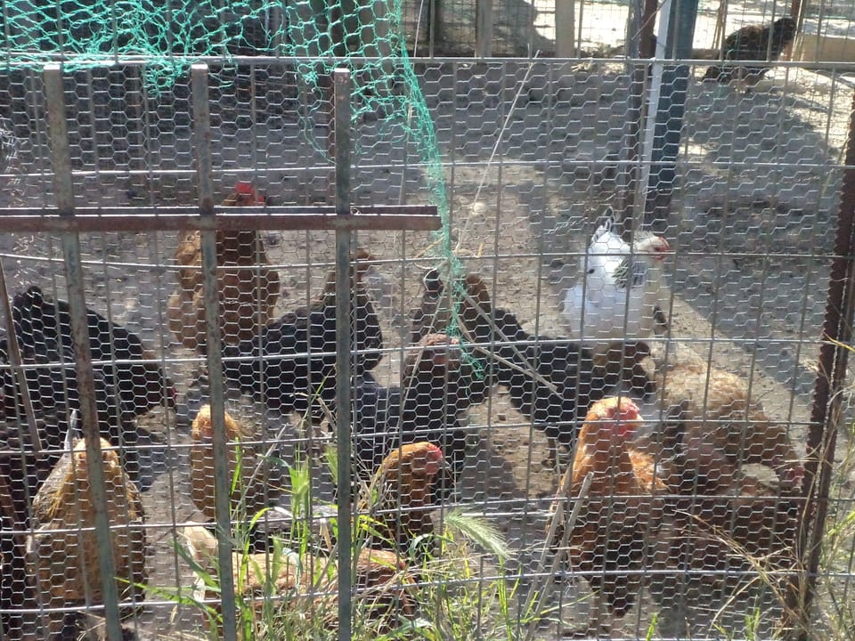 chiken house