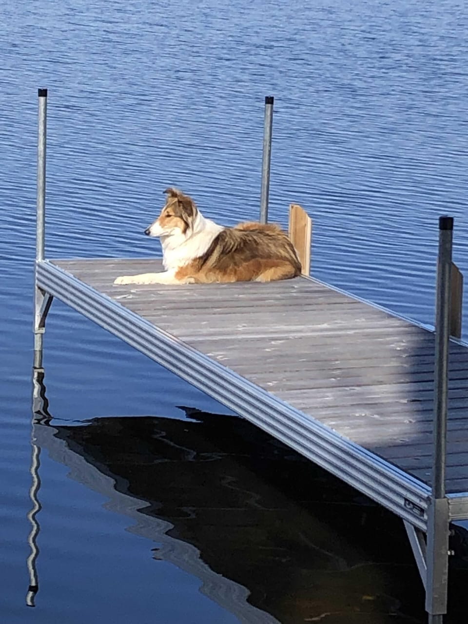 May 12, sunny 60 degrees. My dog waiting for ducks and beaver to pass by.