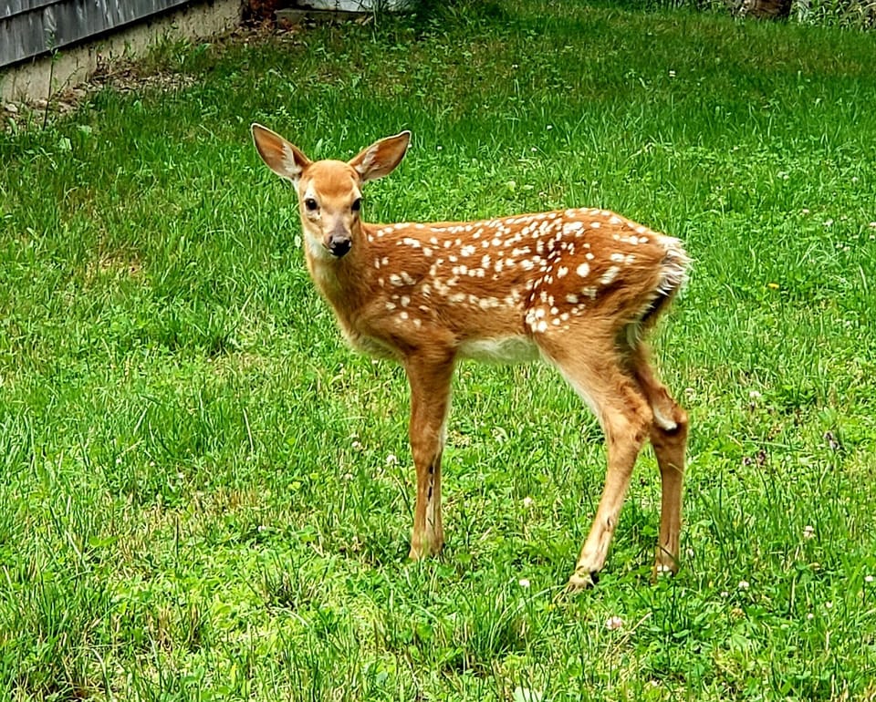 The neighbor's kid.