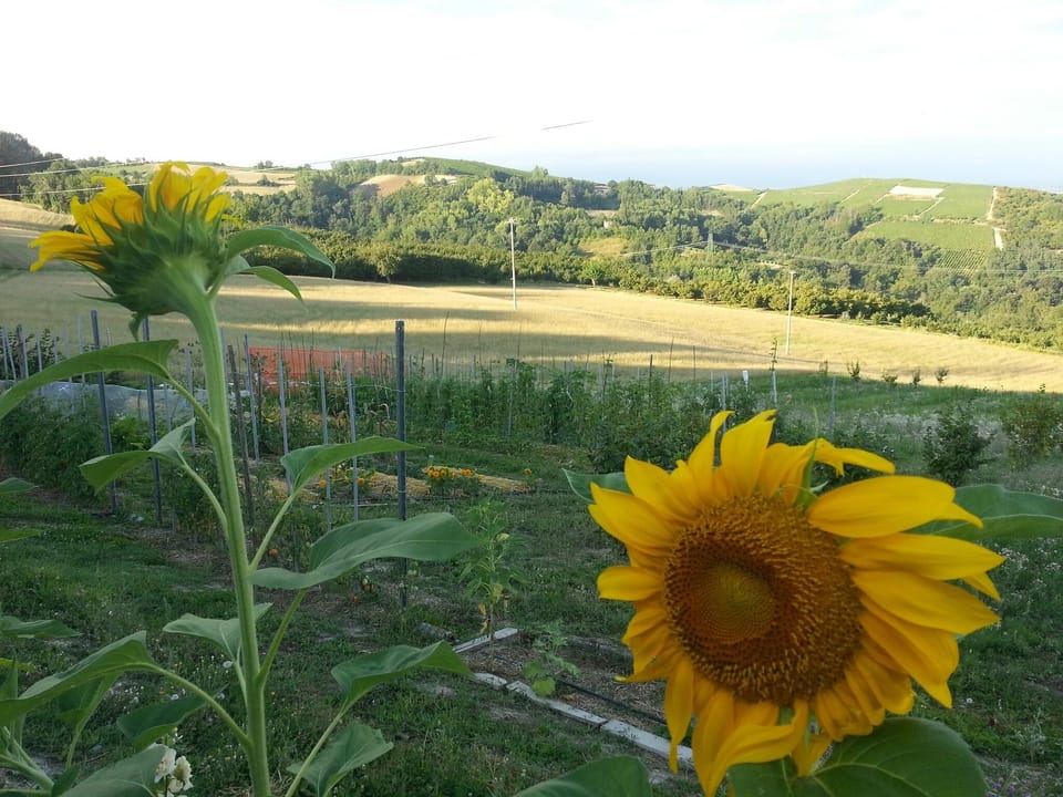 The Garden in Summer