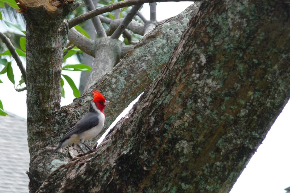 Red Head Cardinal in our Plumeria tree