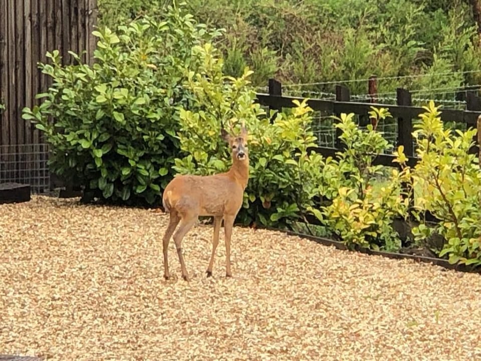 Deer in the Car Park @ The Rectory Lacock