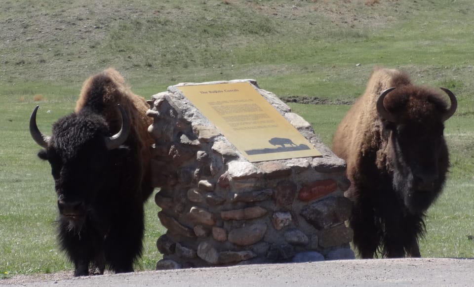 Buffalo await your visit in nearby Custer State Park!