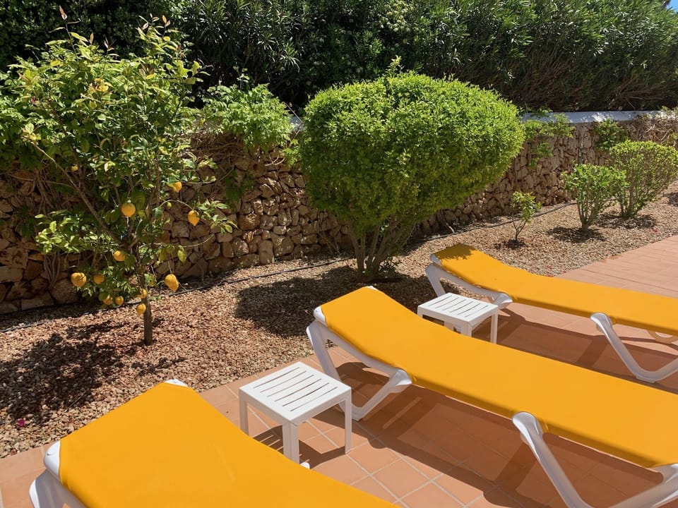 Lemon Tree