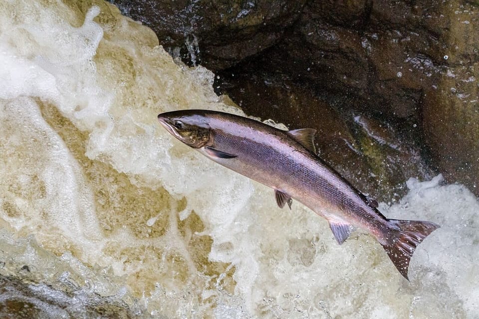 Salmon Leaping.