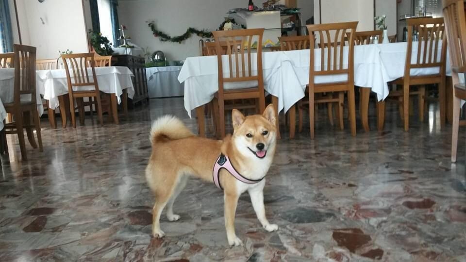 Pet-friendly