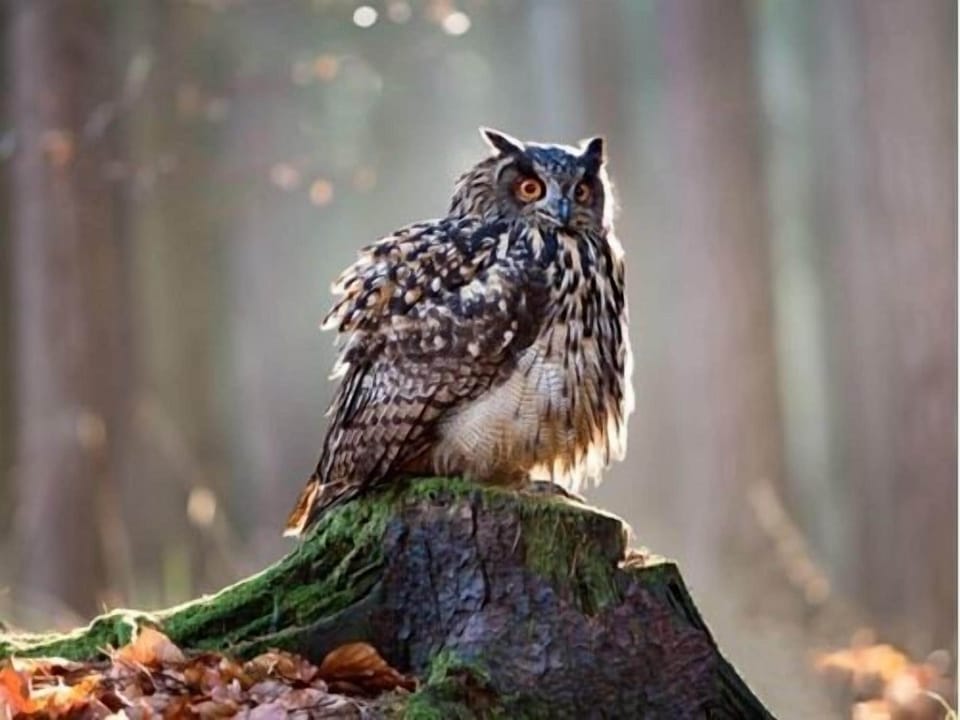 8 Owls B&B Bed and Breakfast in Glastonbury