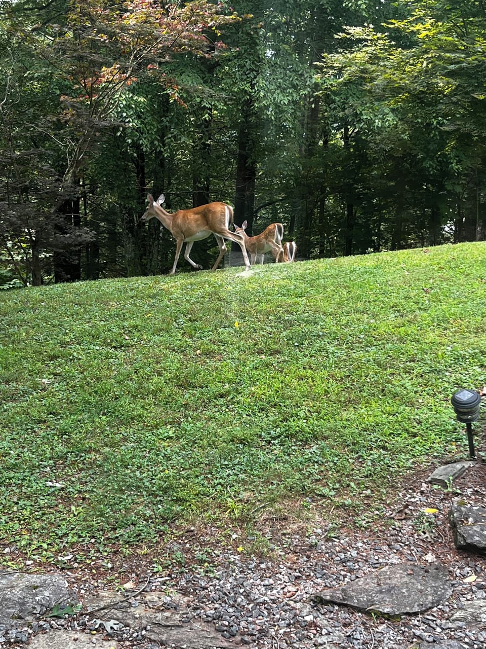 Deer family visiting the cabin