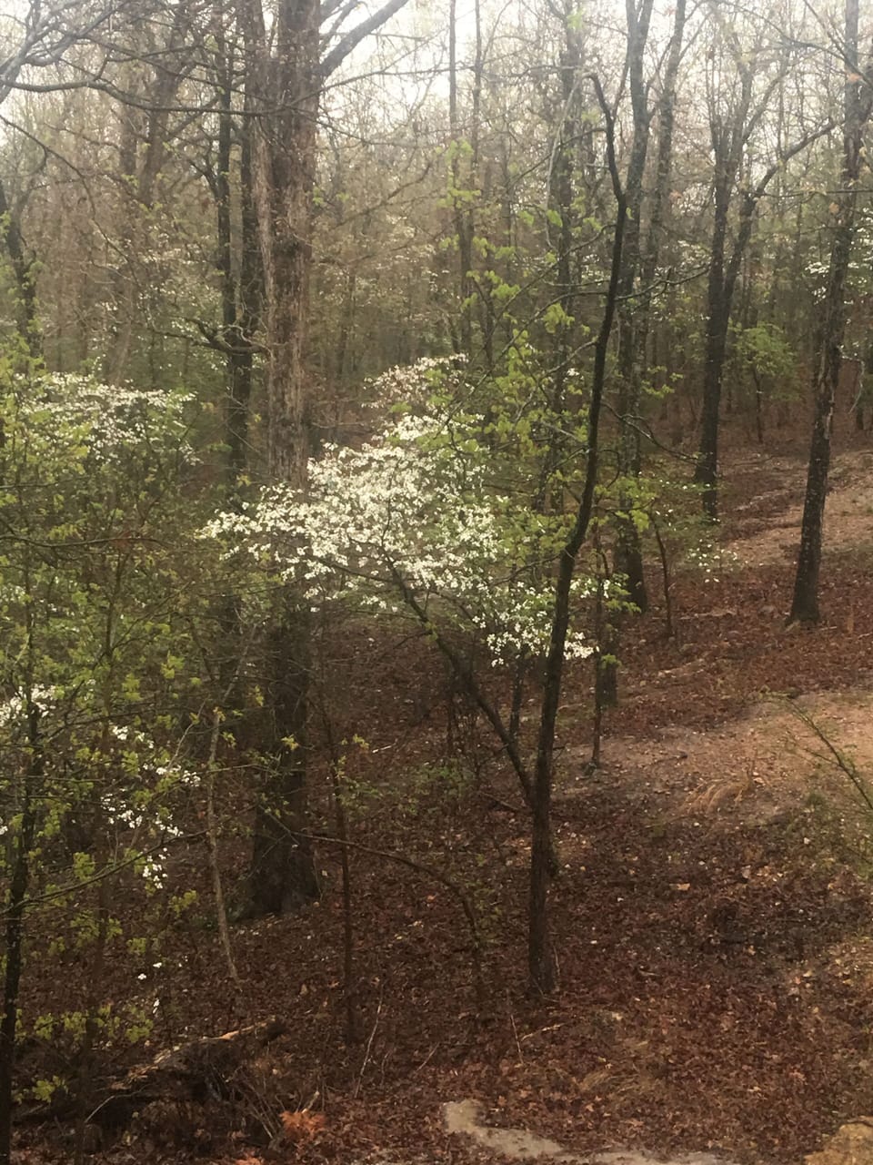 Spring time dogwood trees at the cabins