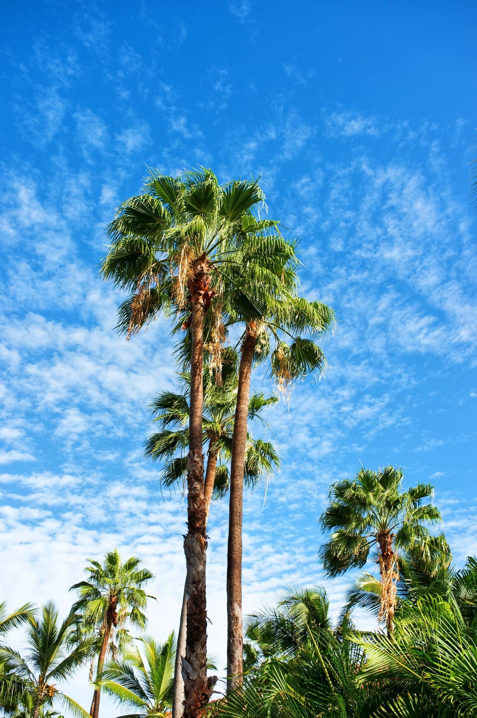 Sapphire Palm Trees