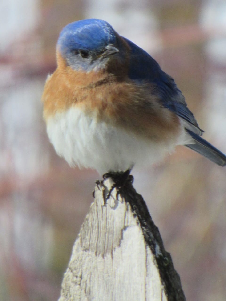 The first spring bluebird!