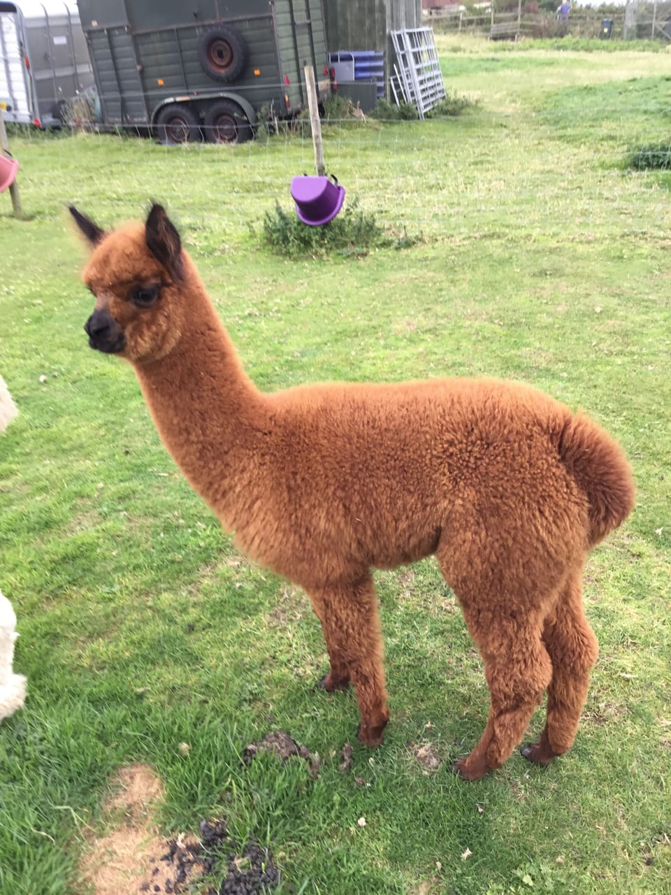 Chiquita born June 2017