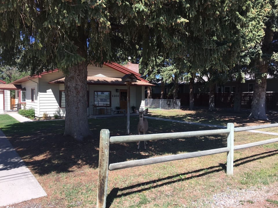 Look closely- deer in the front yard!