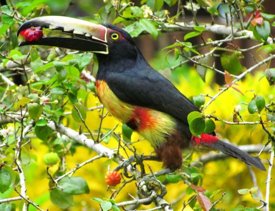 Fiery-billed Aracari