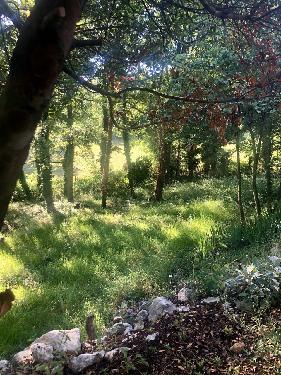 Wooded gardens