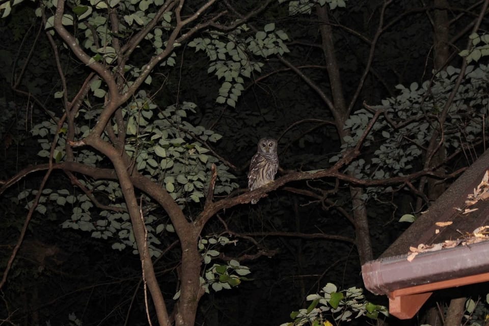 The Hideaway, Hootie approved!