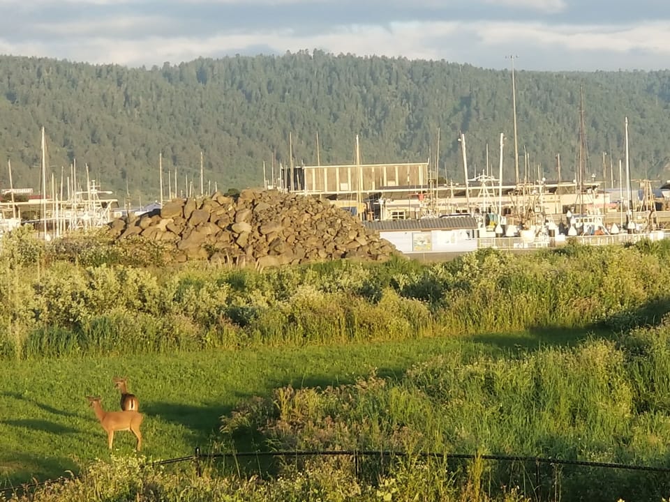 View from the deck of deer and the  harbor boats. 