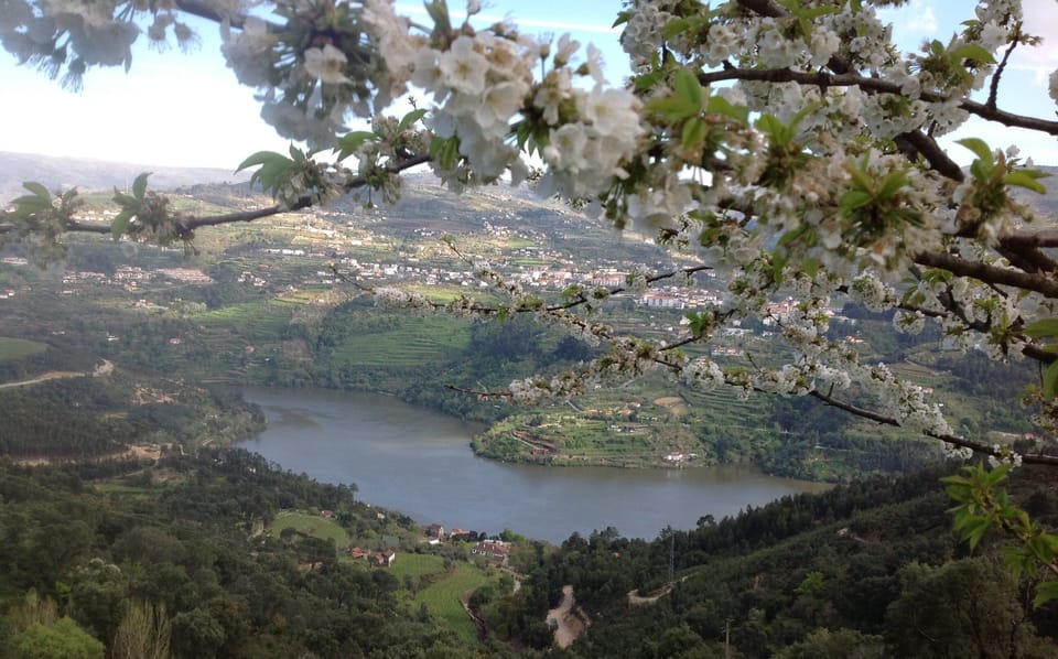 Flores de cerejeira sobre o Douro