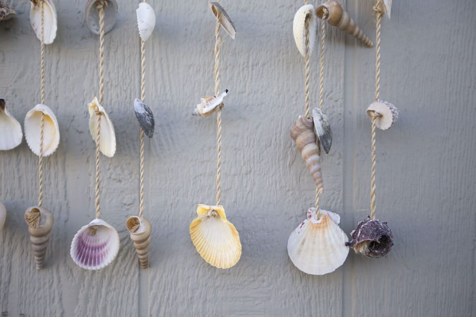 Seashells from the beach 