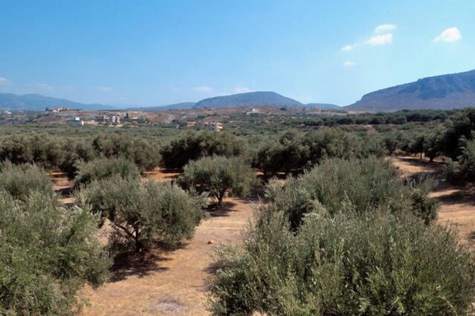 Our olive grove surrounding the property