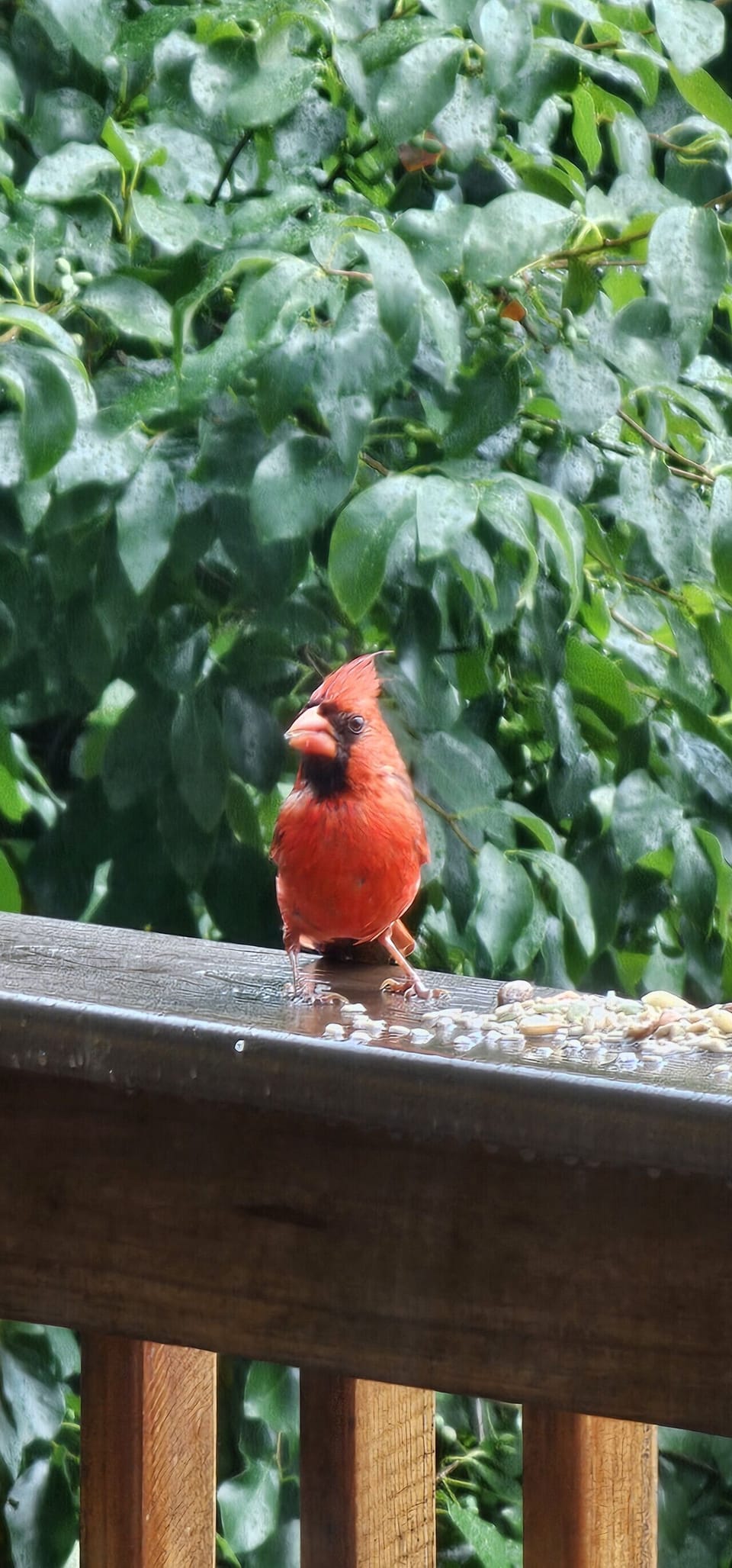Bird watching