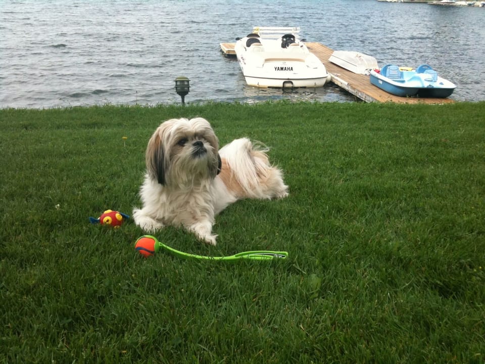 Dogs day of summer