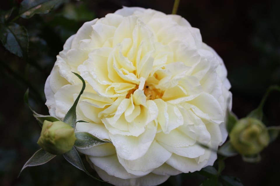 spring time in the garden