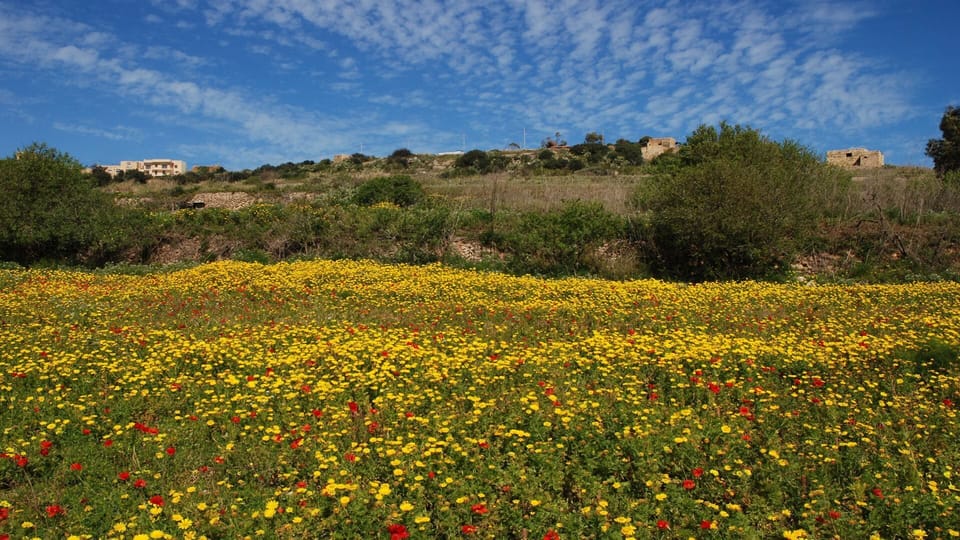 Typical Gozo views in winter and spring. Photo by one of our guests - Jochen S.