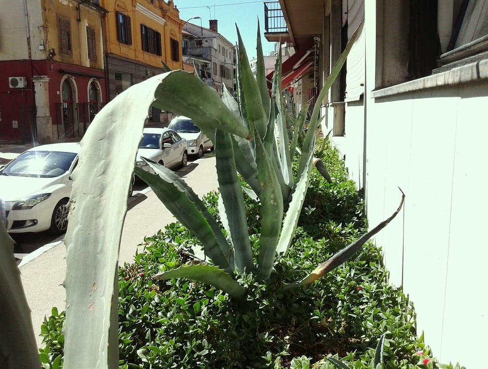 View of the street, the owner's old plants  - Agave americana 