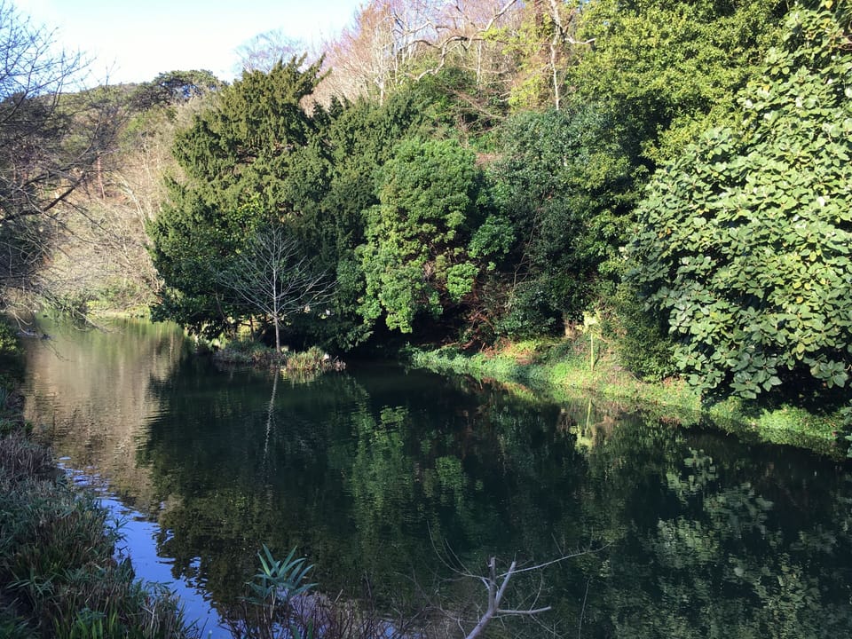 Bonchurch Pond , opposite Grebe Cottage.