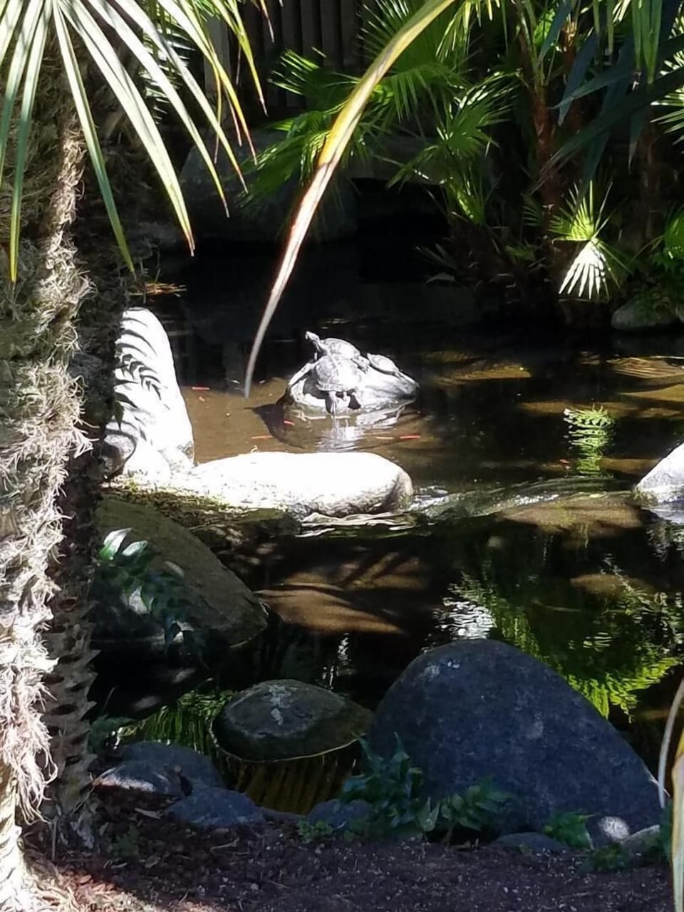 Find the turtles