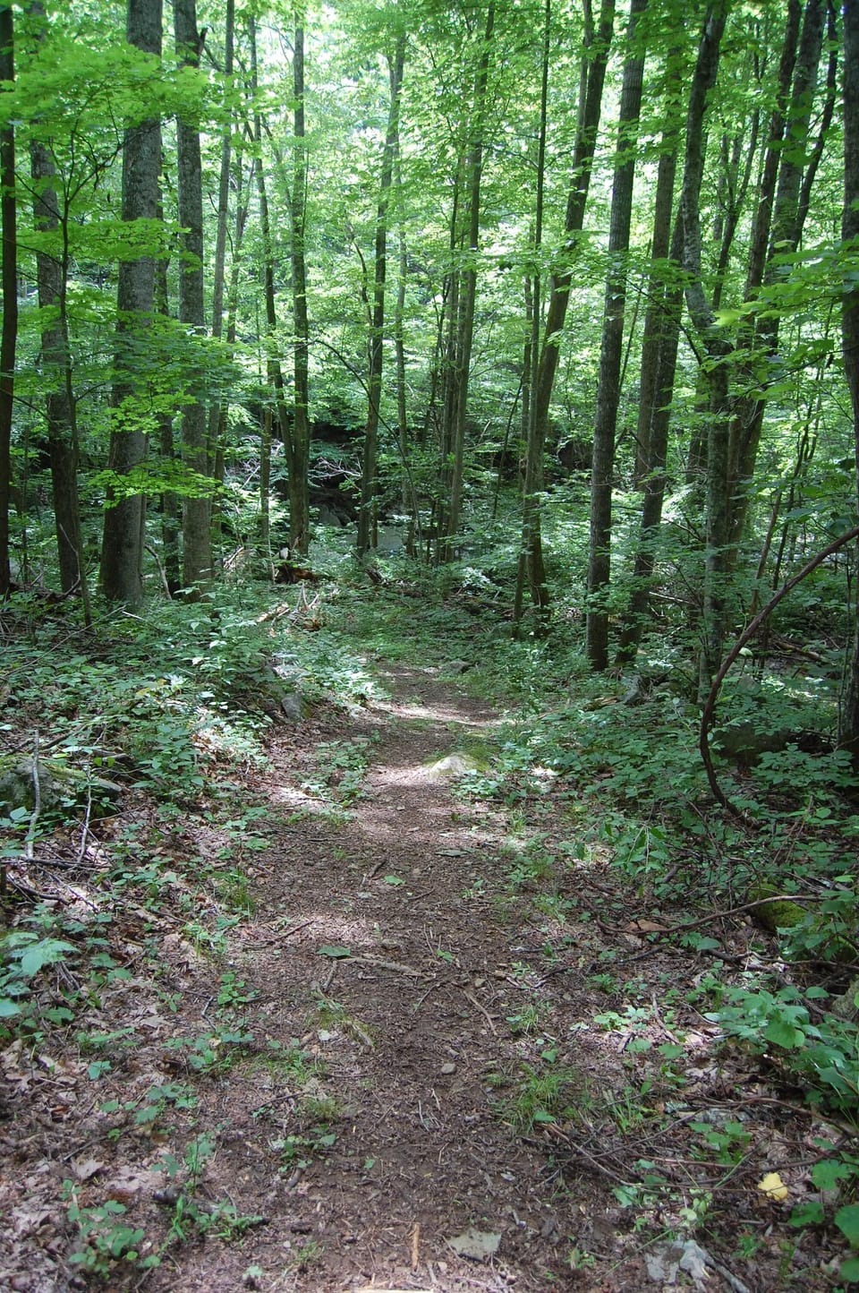 Pathway to the river.