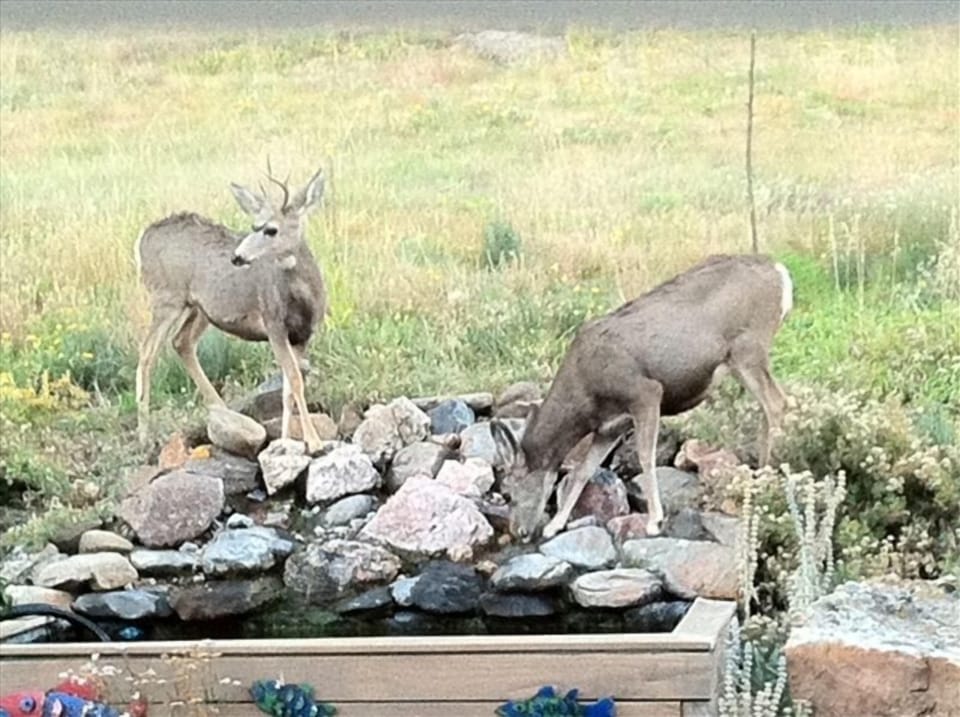 Deer drinking out of the koi pond