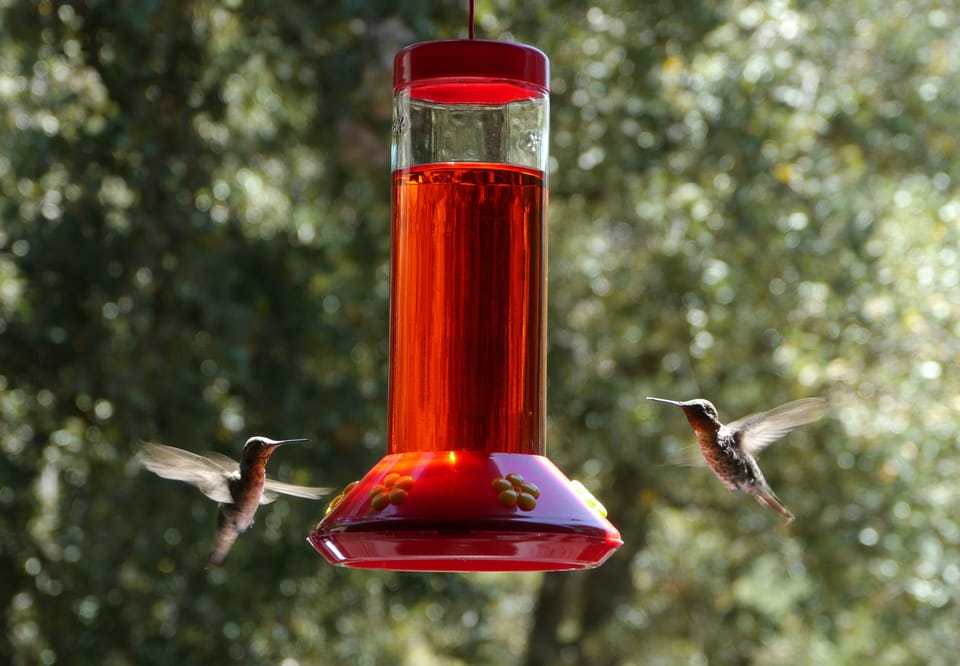 Daily visitors to Boulder Creek Cottage