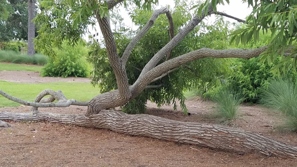 Do trees grow horizontally?