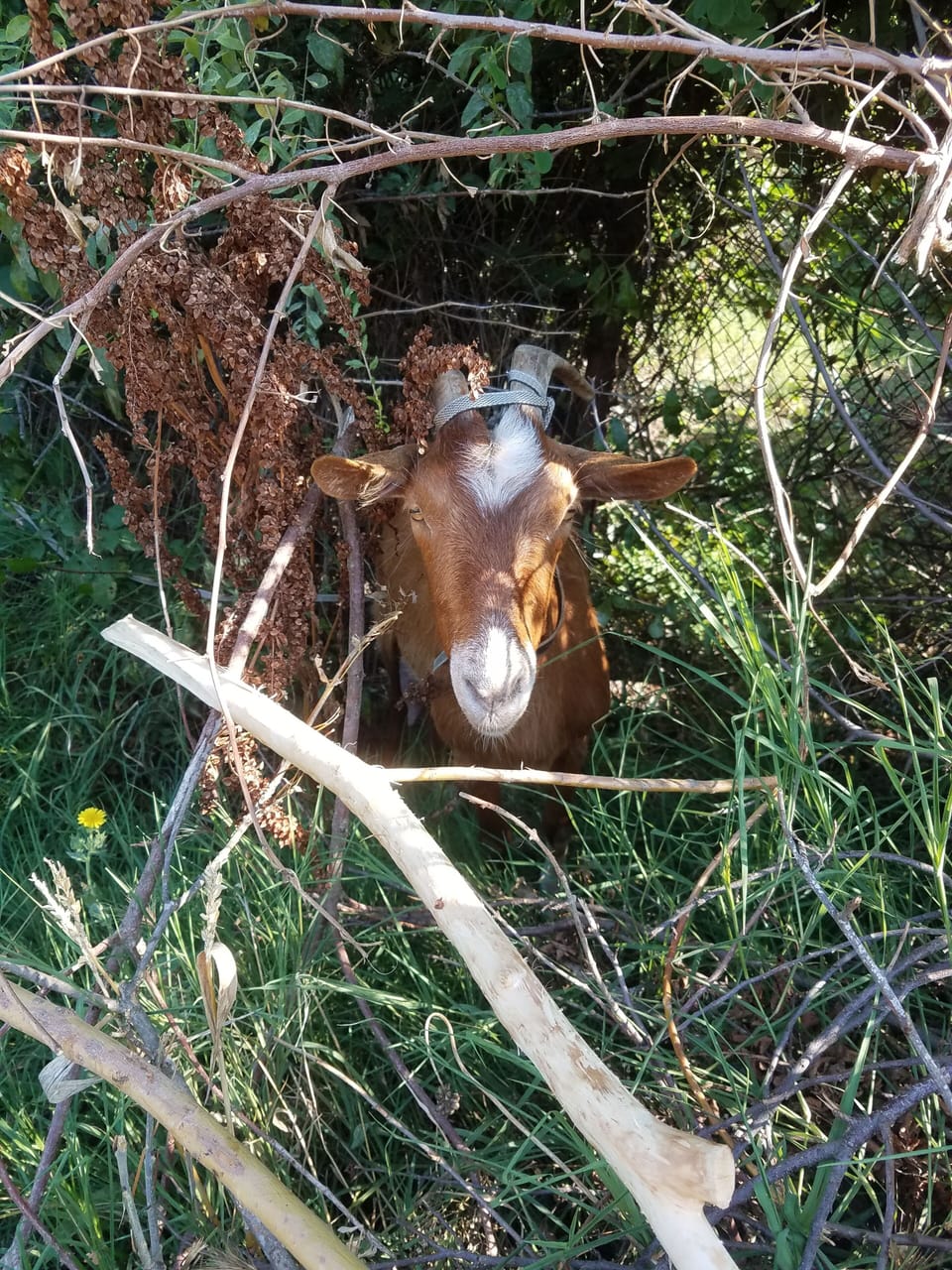 Amazing what you see  in the hedgerows around Marinka!