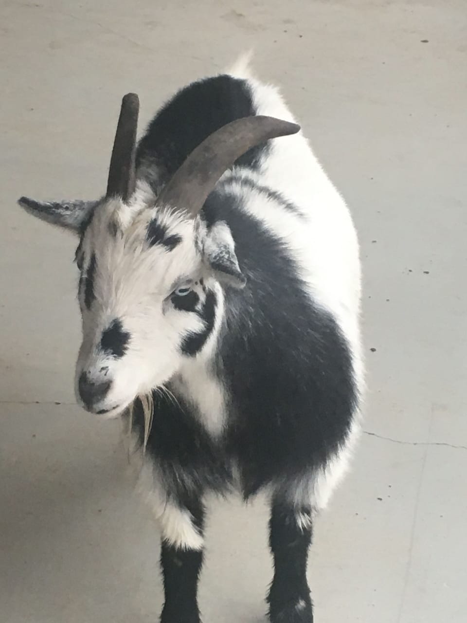 Ringo is Mayor of Lope Along Ranch.  