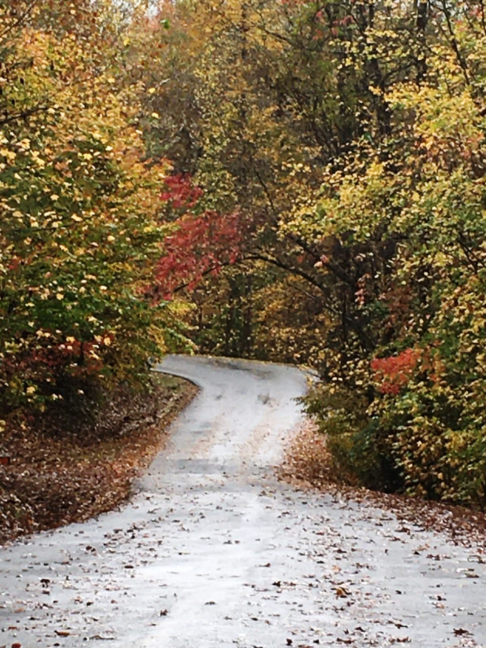Beautiful Fall Leaves