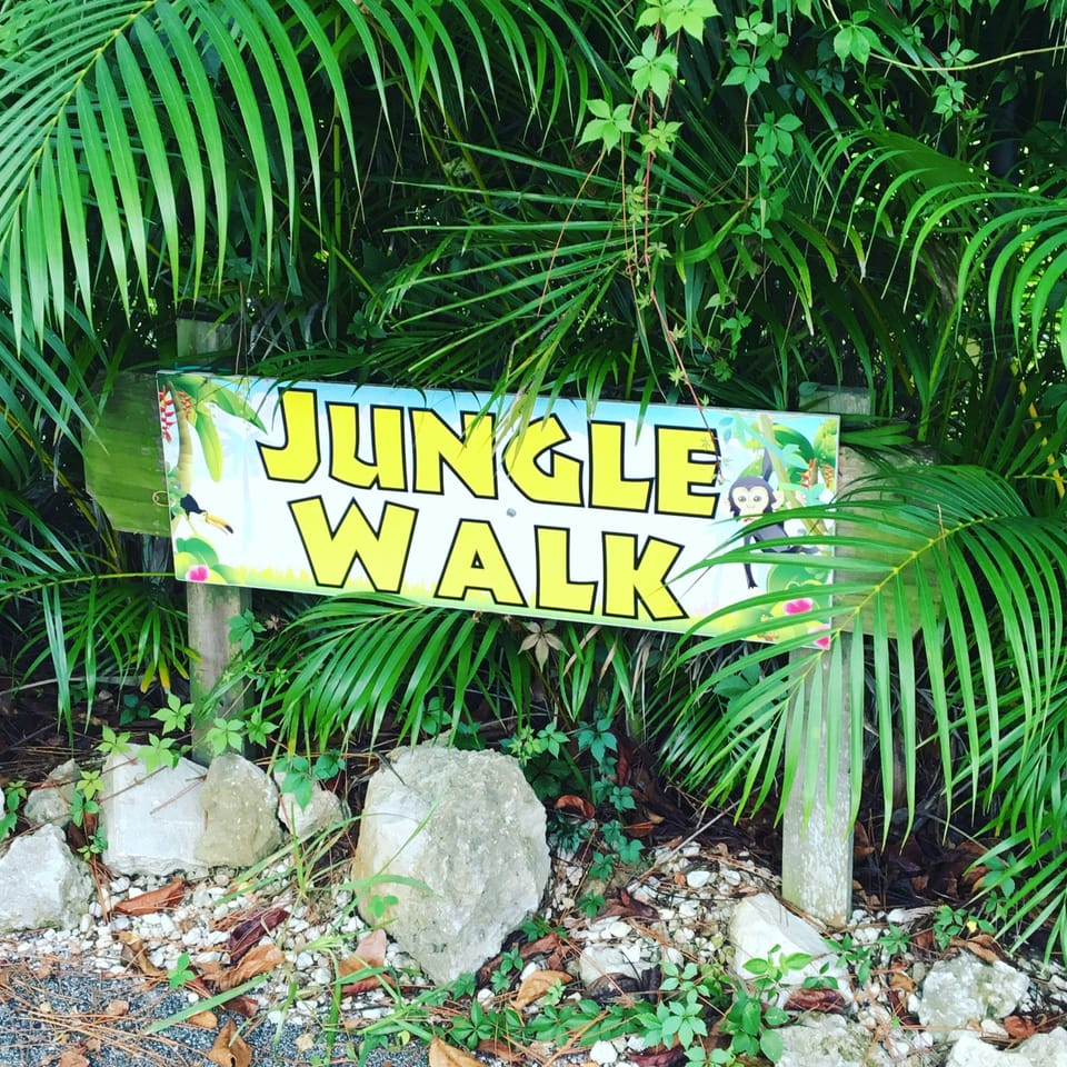 jungle nature walk around the pyramids