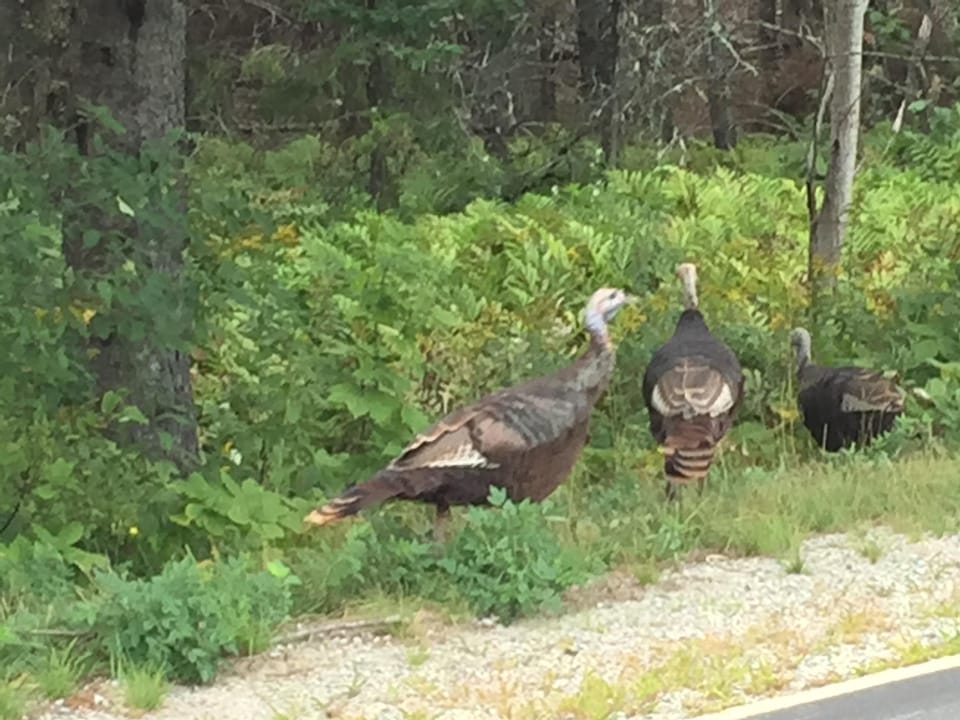 Drive slowly as families of local turkey cross the road often!