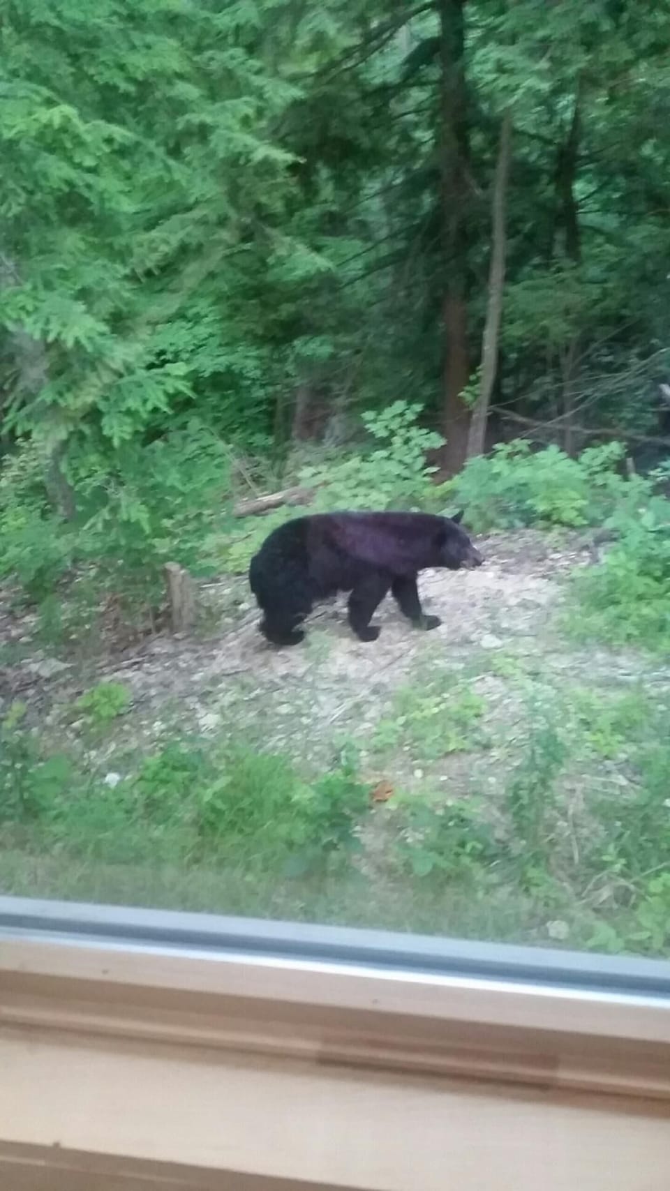 This bear was in time for early-morning coffee right outside the window!
