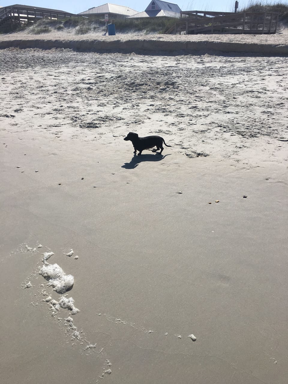 Sara loves the beach and your fur-baby will too!