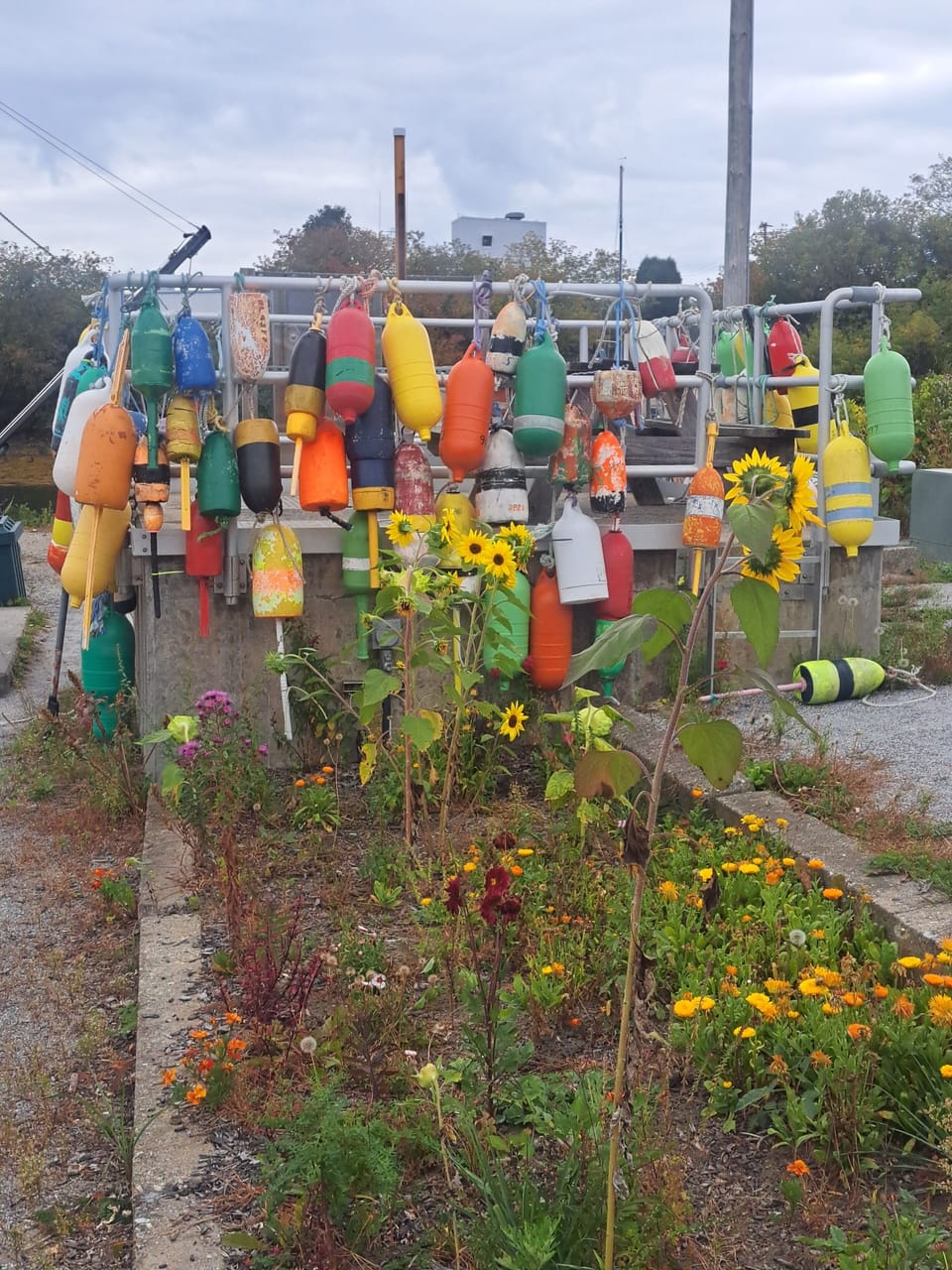 Buoys at Lermond's Cove