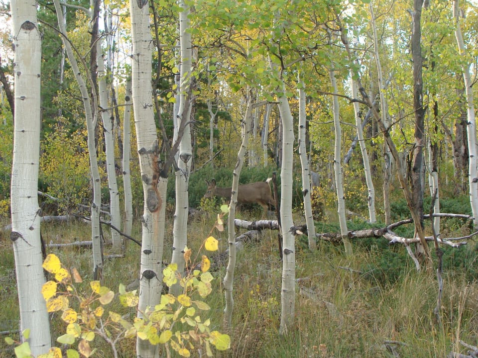 Abundant wildlife including moose, deer, bobcats, black bears, marmots & more!!!