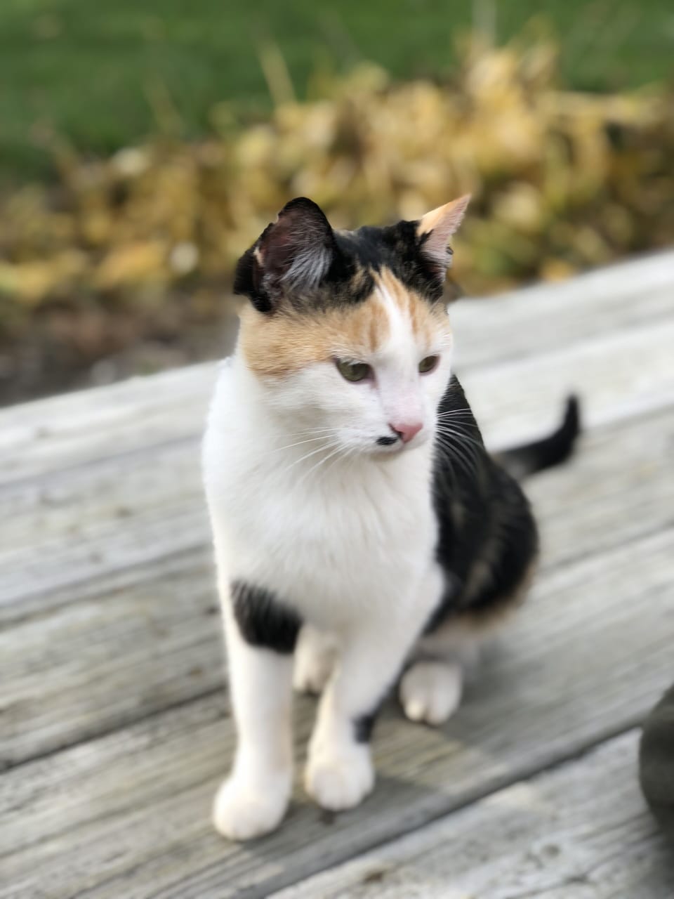 Rainbow, one of many stray cats we care for until a loving home can be found.