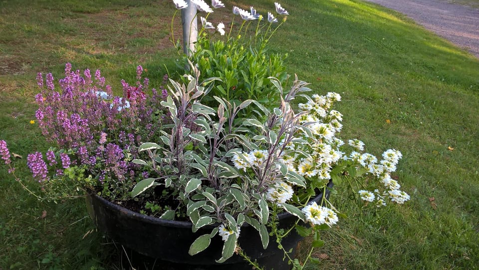 Garden