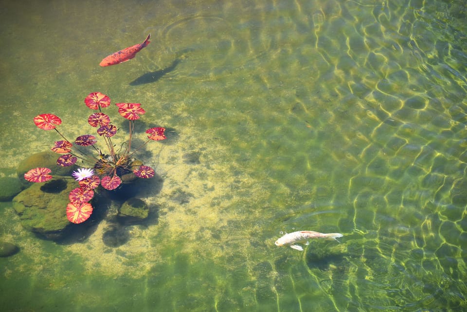 COME VISIT OUR KOI PONDS