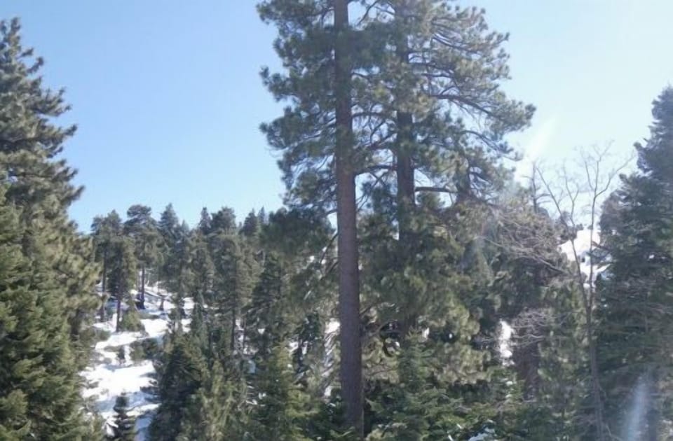 Forest Repose All Around You. Ski when it's snowing & see Rainbows over the Lake