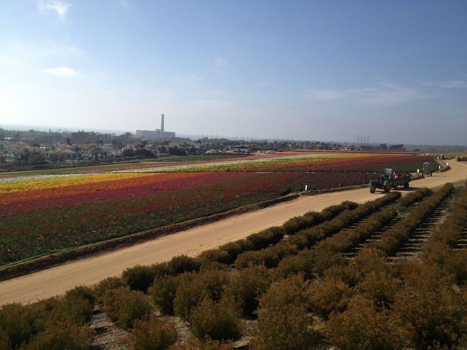 Flower fields - another beautiful day in Carlsbad